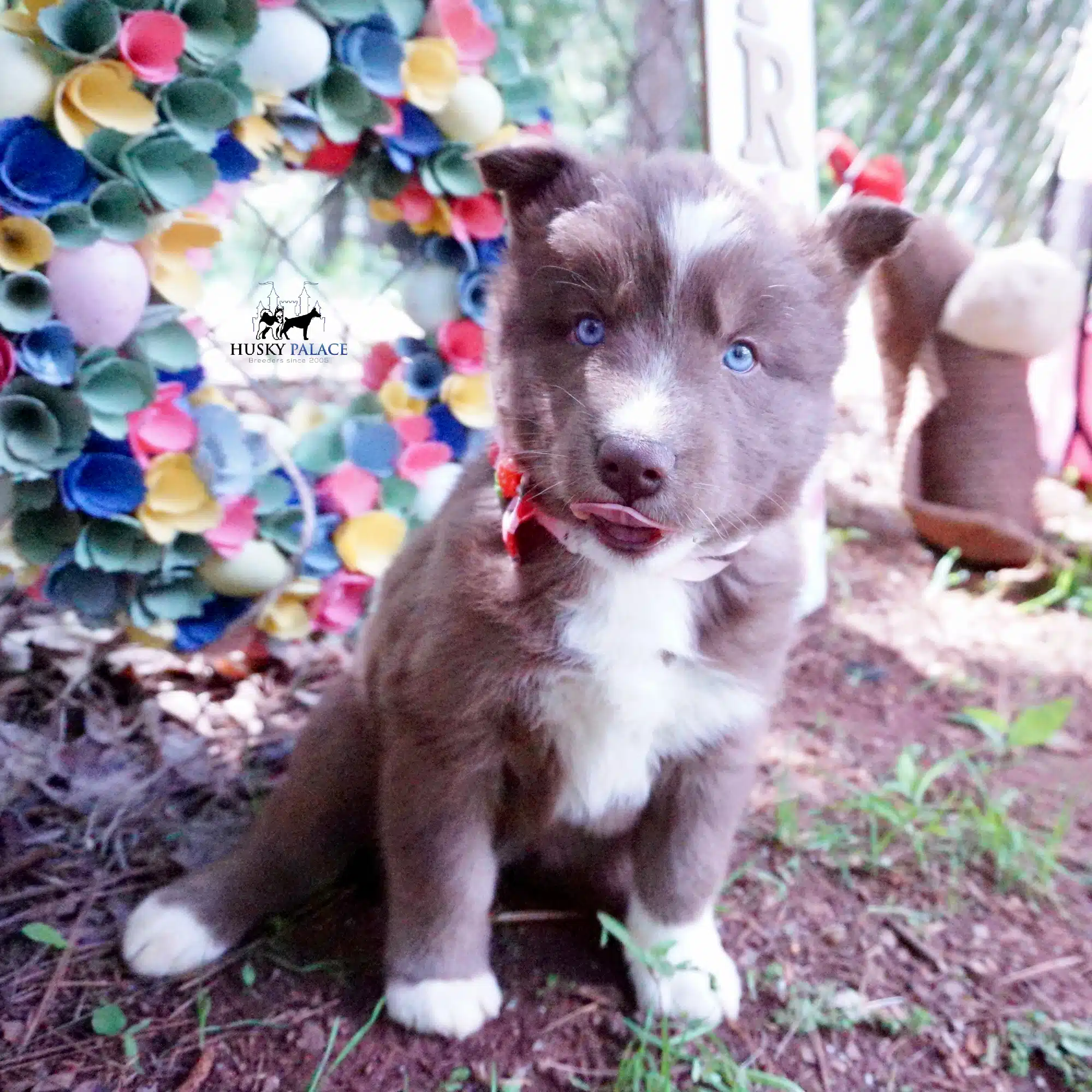 Champion Bloodlines Huskies