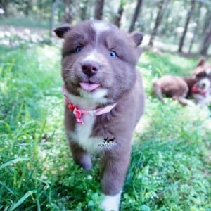 Champion Bloodlines Huskies