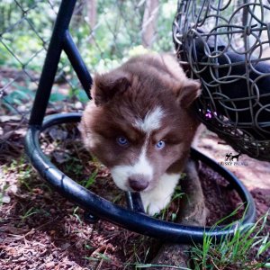 Champion Siberian Huskies