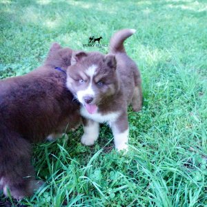 Champion Siberian Huskies