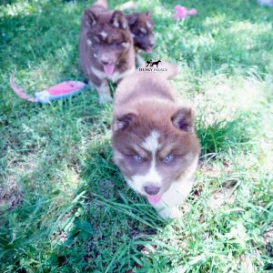 Champion Siberian Huskies