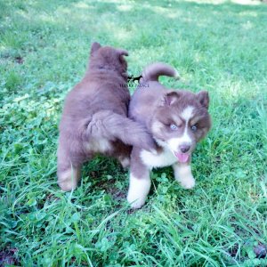Champion Siberian Huskies