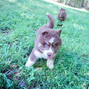 Champion Siberian Huskies