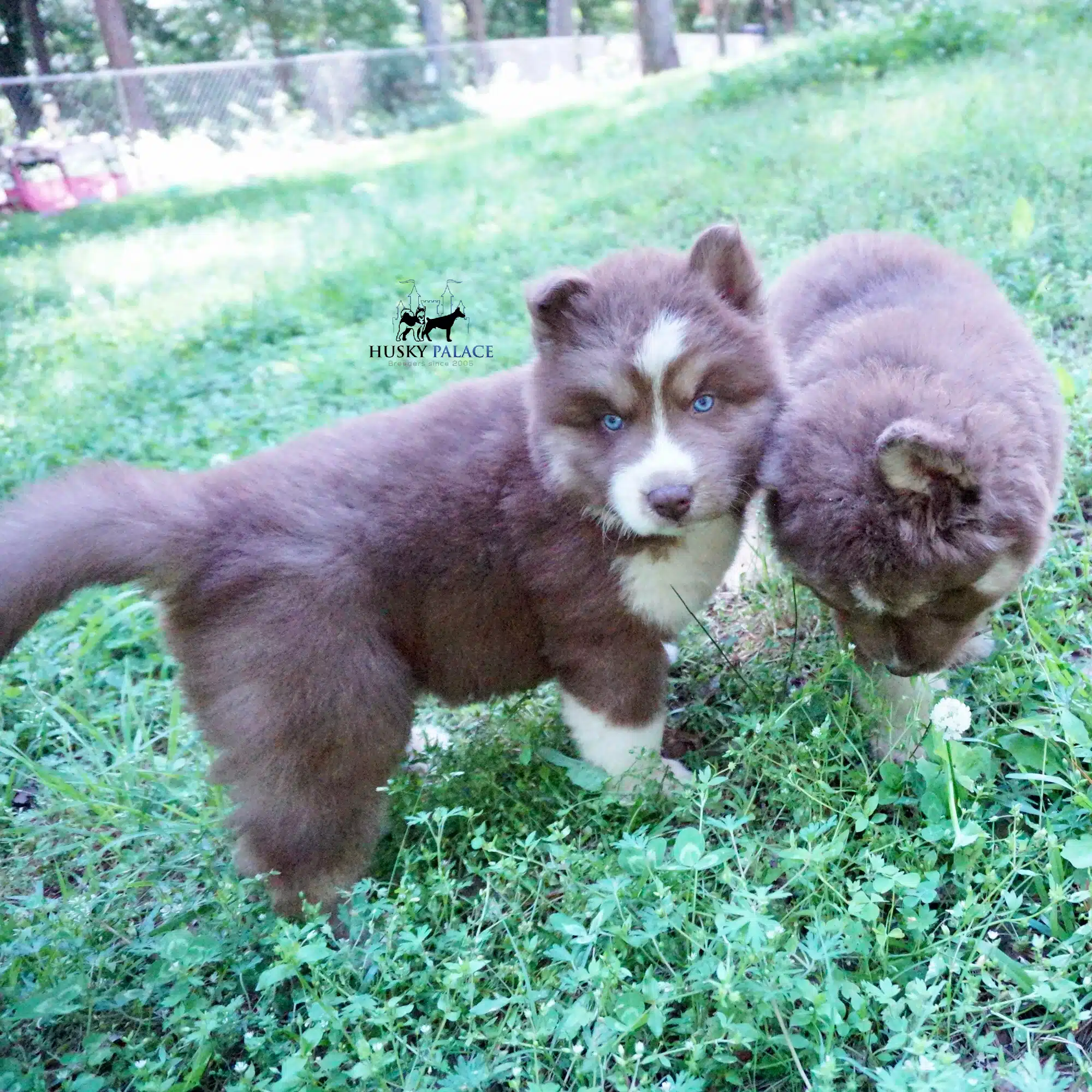 Champion Siberian Huskies