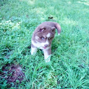Champion Siberian Huskies