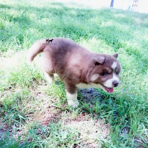 Champion Siberian Huskies