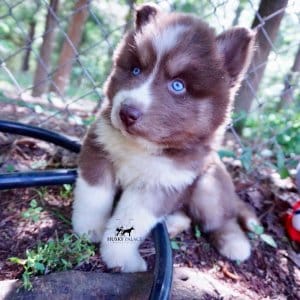 Champion Siberian Huskies