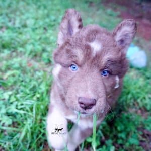 Champion Siberian Husky