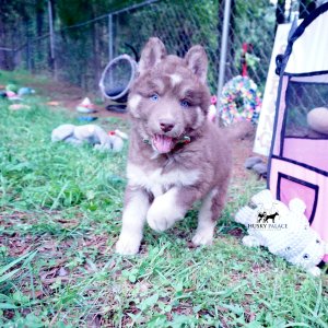 Champion Siberian Husky