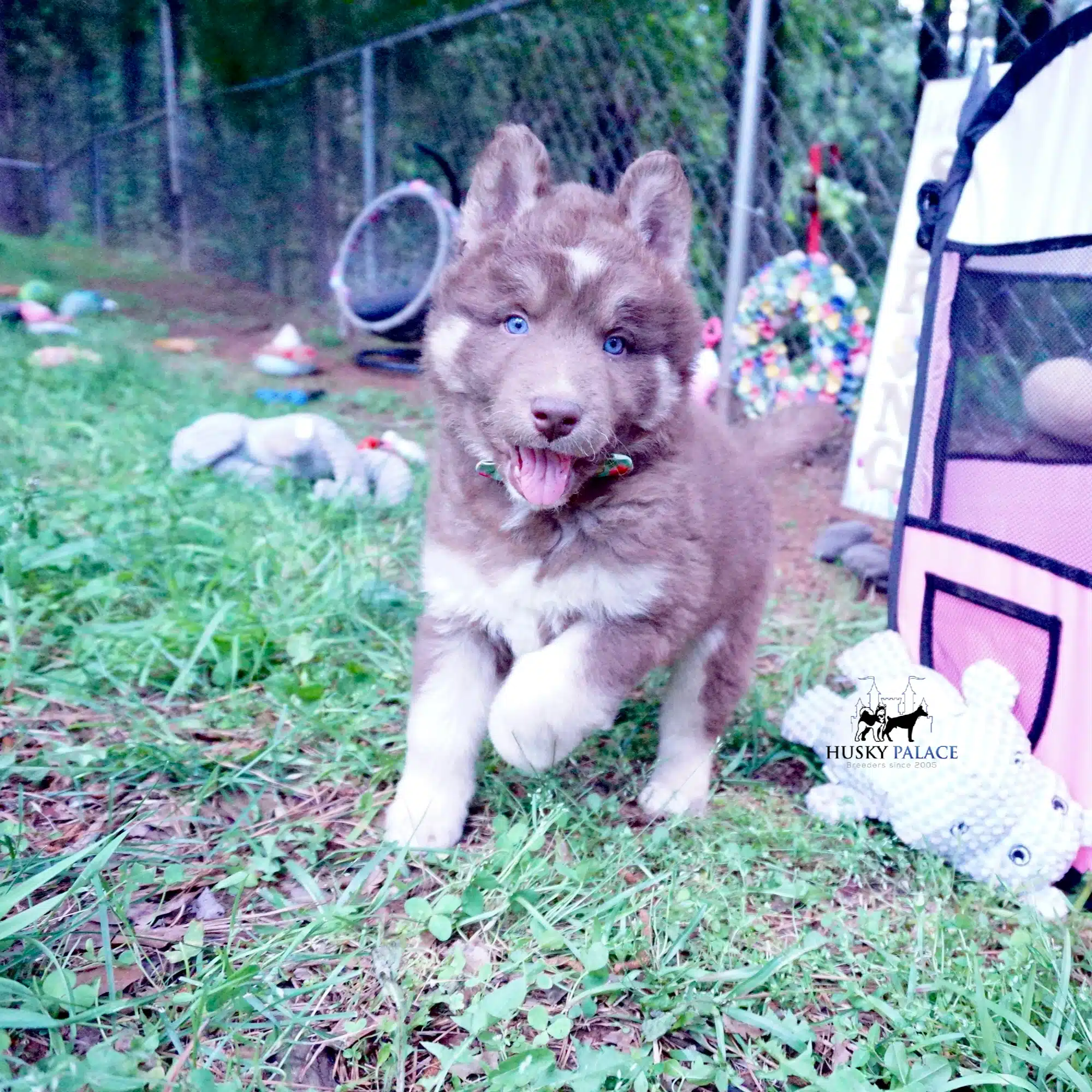 Champion Siberian Husky