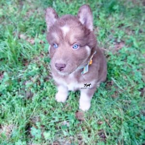 Champion Siberian Husky