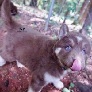 Champion Siberian Husky