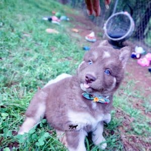 Champion Siberian Husky