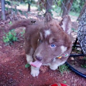 Champion Siberian Husky