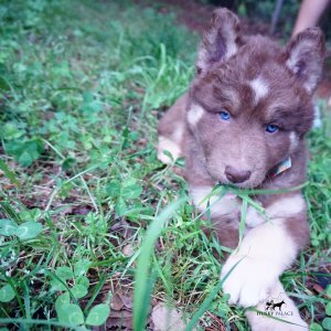 Champion Siberian Husky