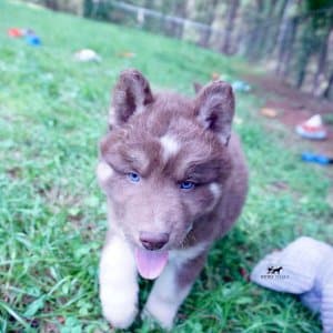 Champion Siberian Husky