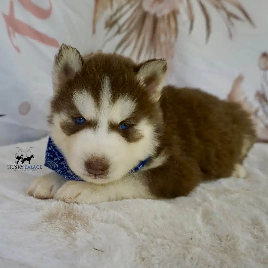 Cooper Siberian Huskies
