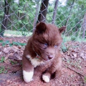 Copper Siberian Husky