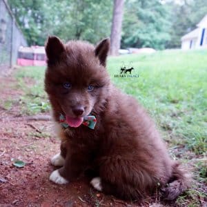 Copper Siberian Husky