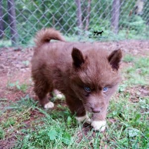 Copper Siberian Husky