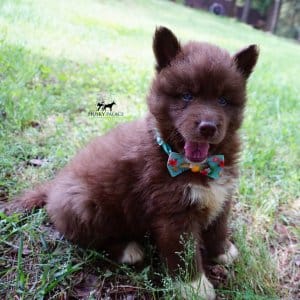 Copper Siberian Husky