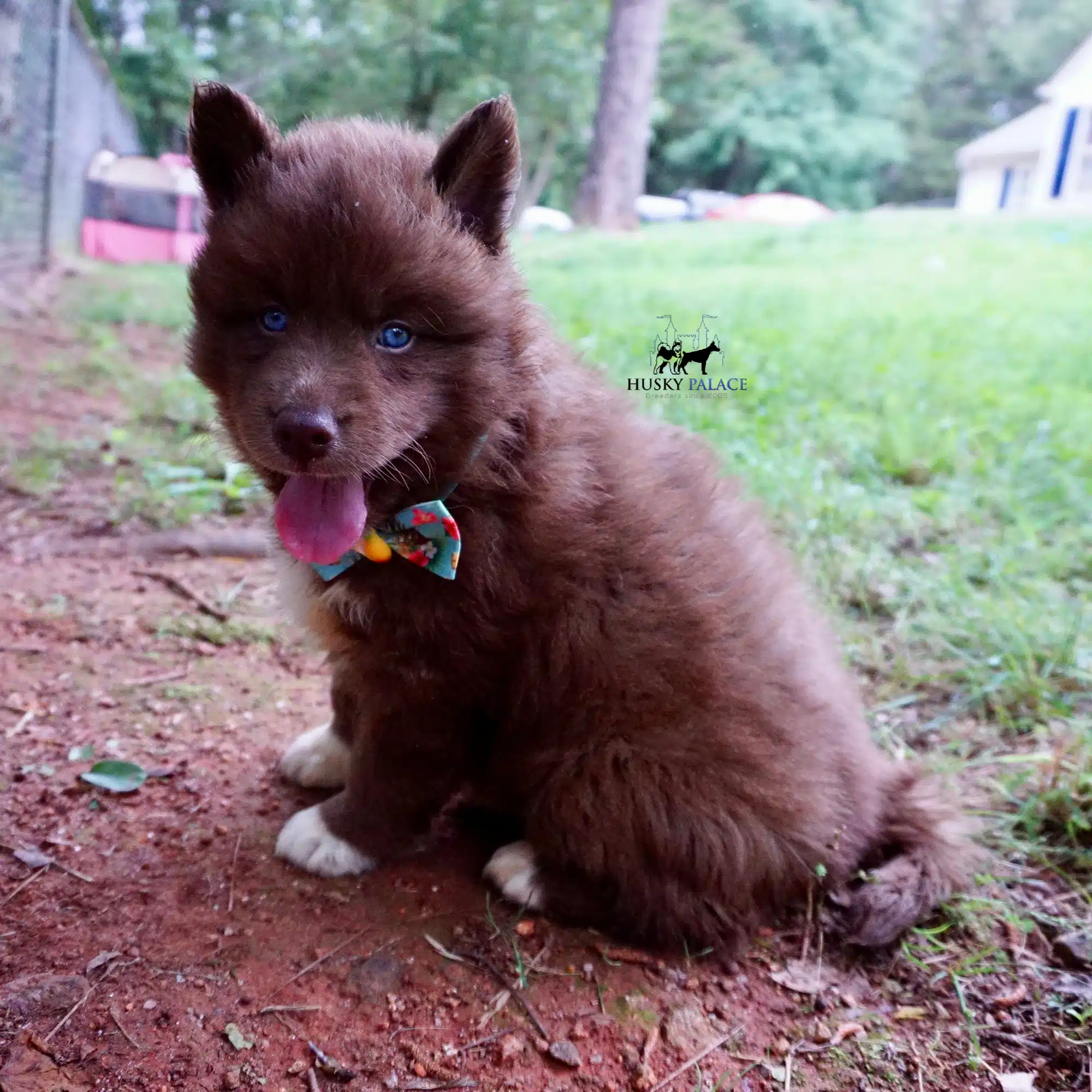 Copper Siberian Husky