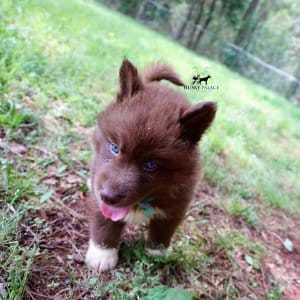 Copper Siberian Husky