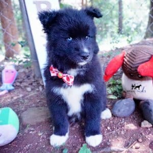 Full Breed Husky