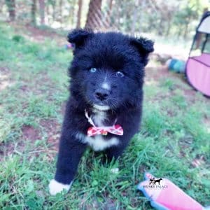 Full Breed Husky