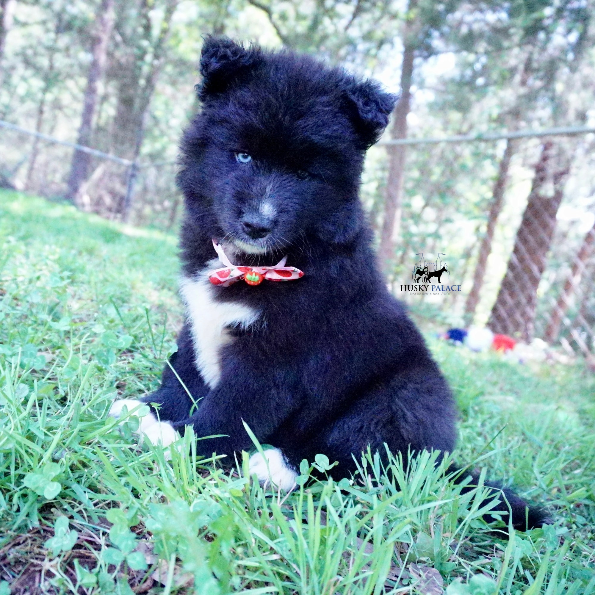 Full Breed Husky