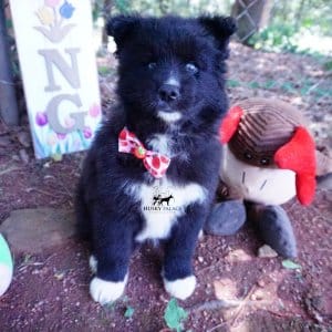 Full Breed Husky