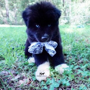 Husky Breeder
