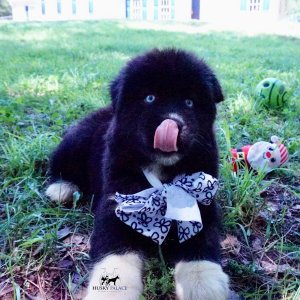Husky Breeder