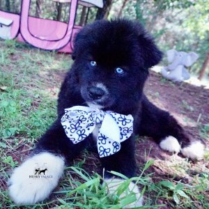 Husky Breeder