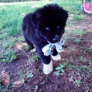 Husky Breeder