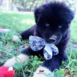 Husky Breeder