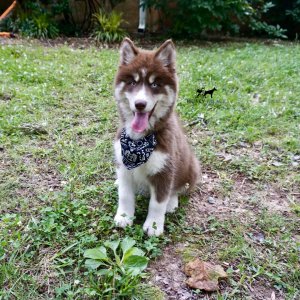 Pure Husky