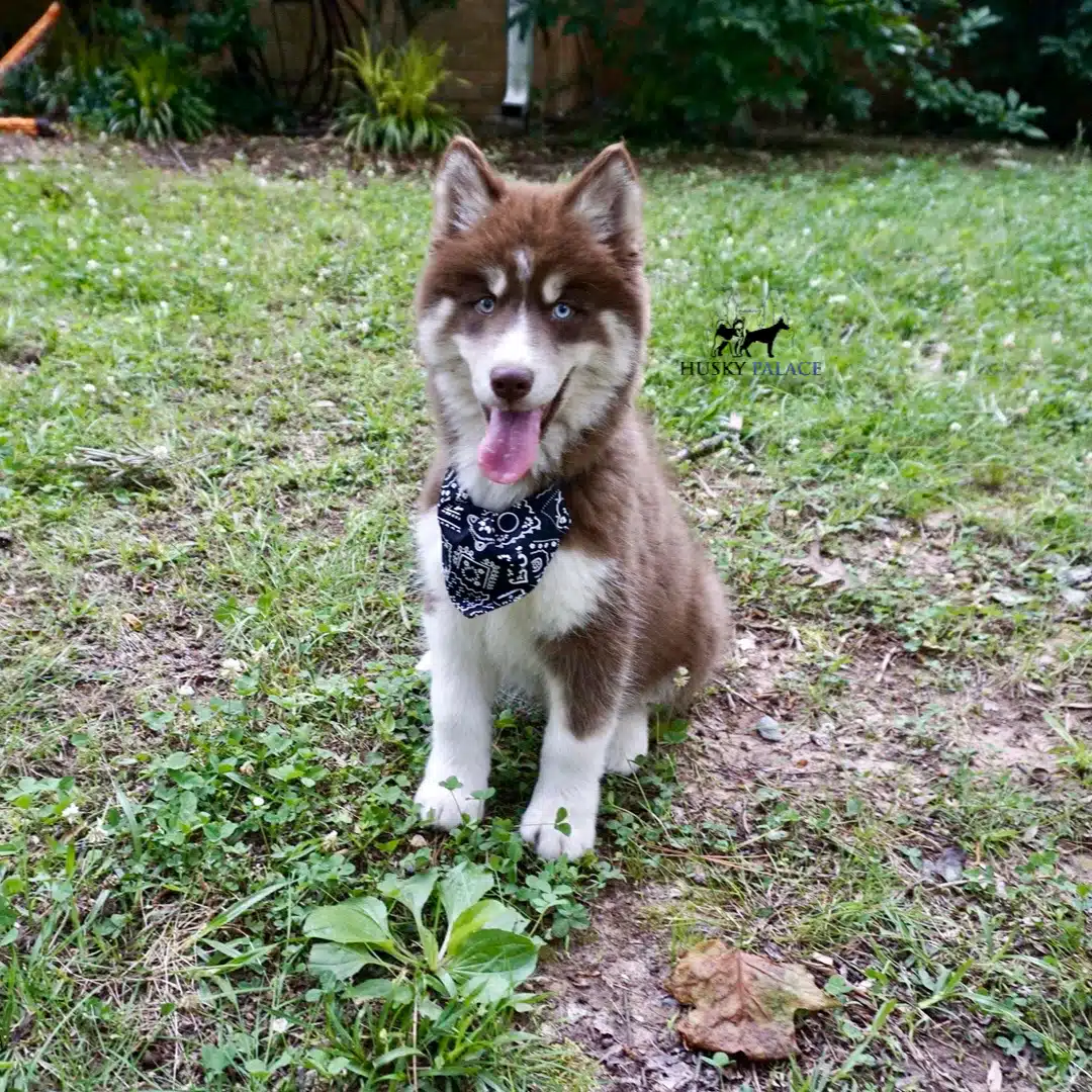 Pure Husky