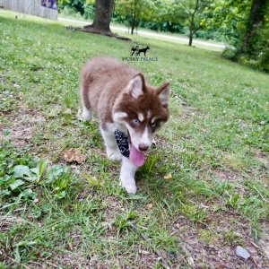 Pure Husky