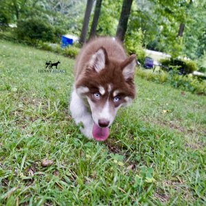 Pure Husky