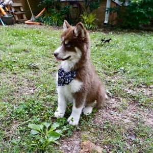 Pure Husky