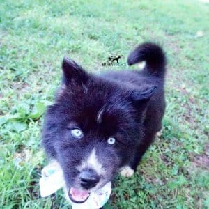 Pure Siberian Husky