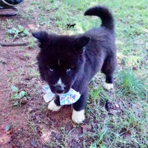 Pure Siberian Husky