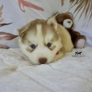 Red Husky Pup