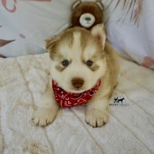Red Husky Pup