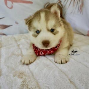 Red Husky Pup