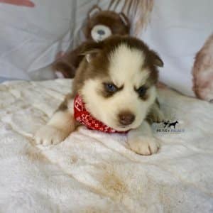 Red Husky Puppy