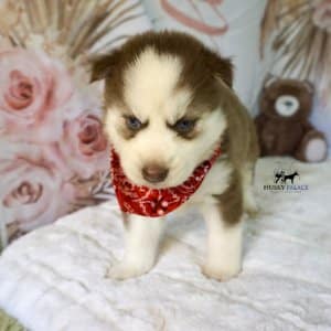 Red Husky Puppy