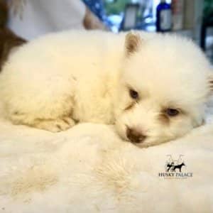 Siberian Huskies for Sale