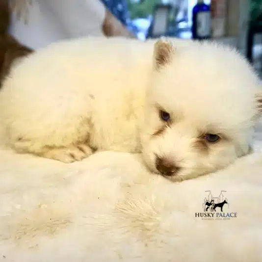 Siberian Huskies for Sale